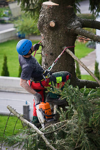 Best Emergency Tree Removal  in Hamilton Square, NJ